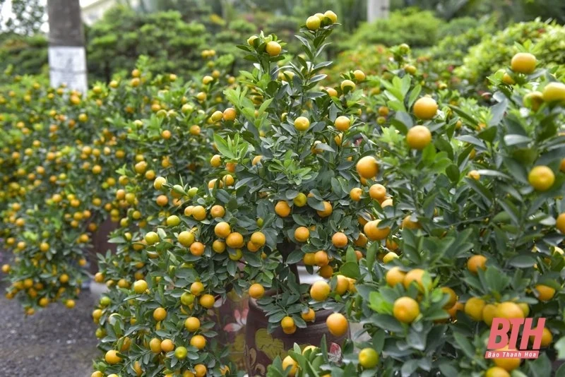 Hoa, cây cảnh xuống phố đón Tết