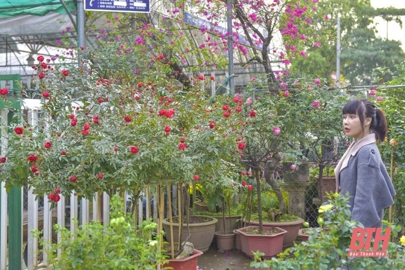 Hoa, cây cảnh xuống phố đón Tết