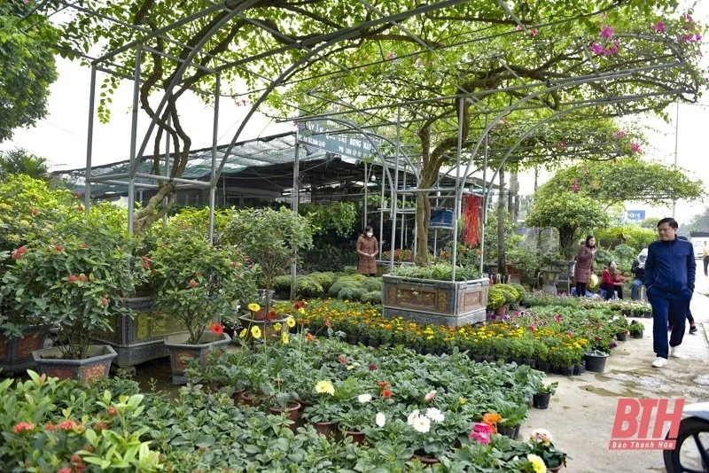 Hoa, cây cảnh xuống phố đón Tết