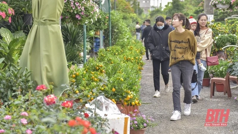 Hoa, cây cảnh xuống phố đón Tết