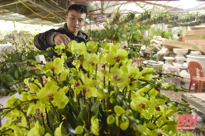 Hoa, cây cảnh xuống phố đón Tết