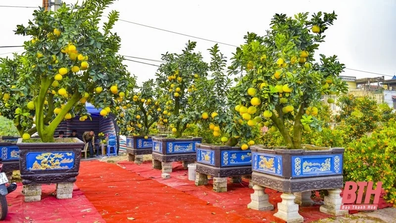 Hoa, cây cảnh xuống phố đón Tết