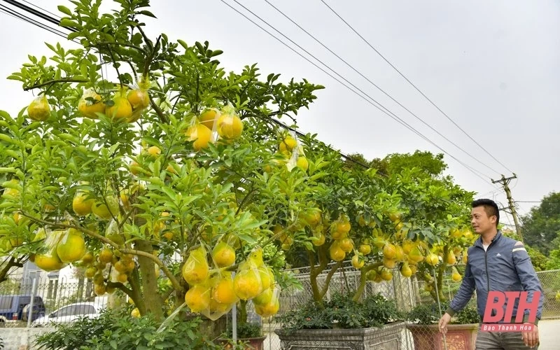 Hoa, cây cảnh xuống phố đón Tết