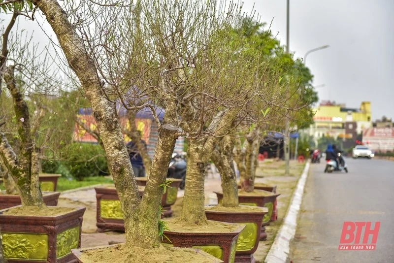 Hoa, cây cảnh xuống phố đón Tết