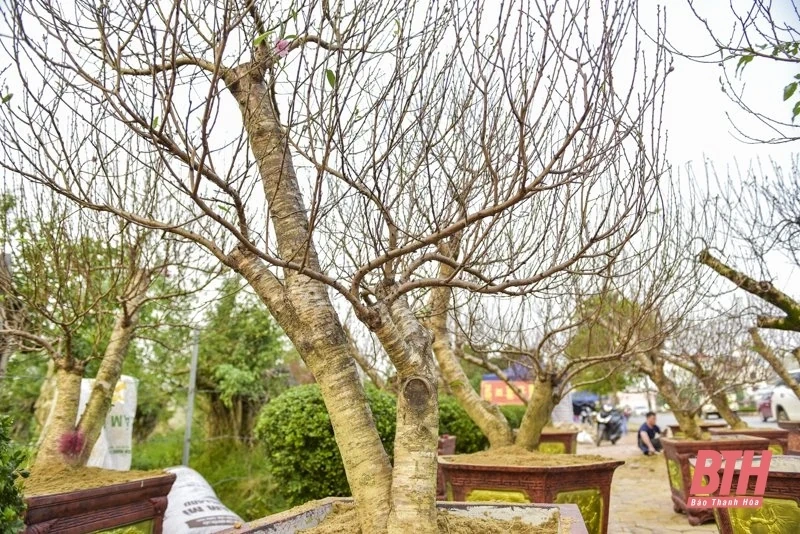 Hoa, cây cảnh xuống phố đón Tết