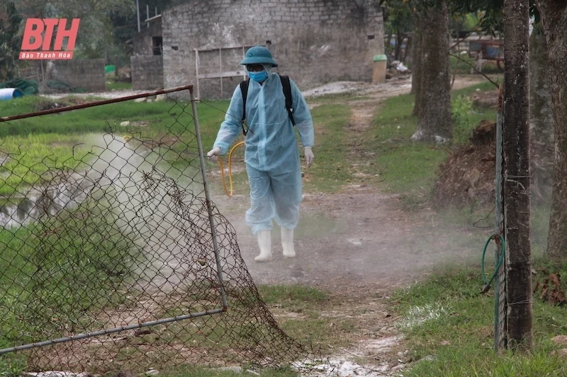 Tập trung triển khai quyết liệt các biện pháp phòng, chống dịch tả lợn châu Phi