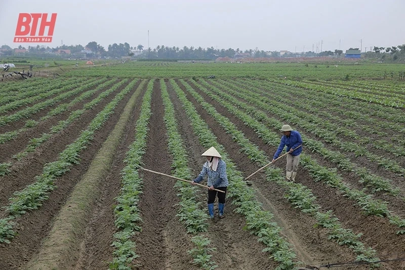 Thực hiện các chính sách hỗ trợ phát triển trồng trọt