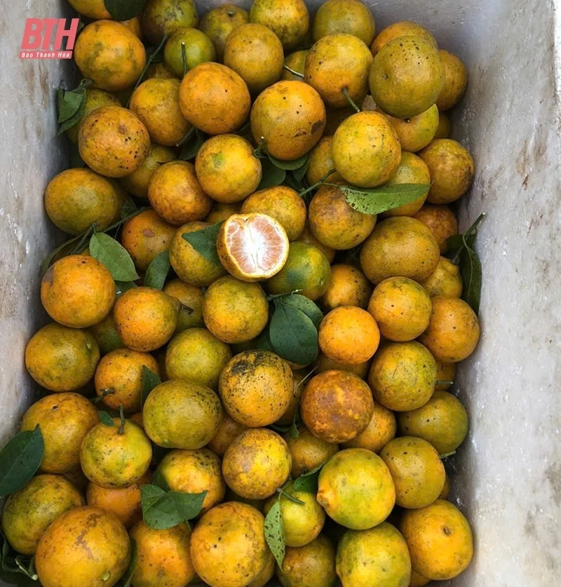 Mùa cam buồn trên núi