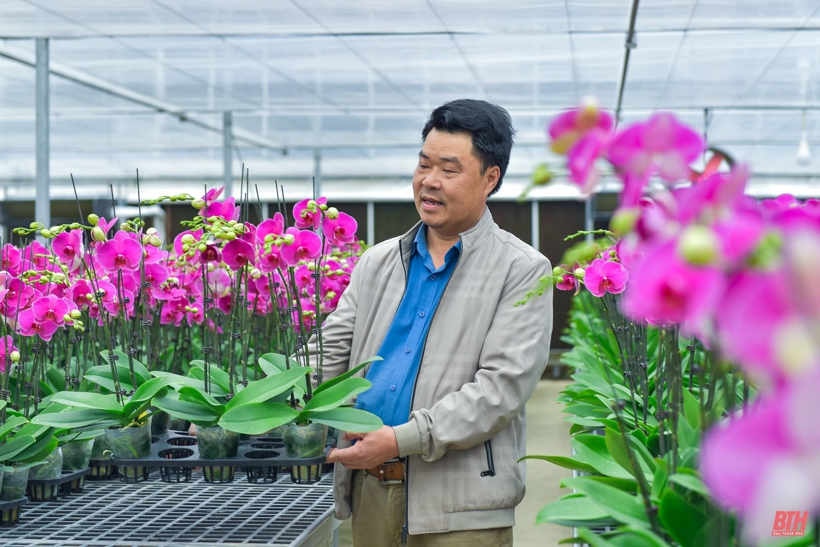 Chiêm ngưỡng vườn lan Hồ Điệp bạc tỷ những ngày cận Tết