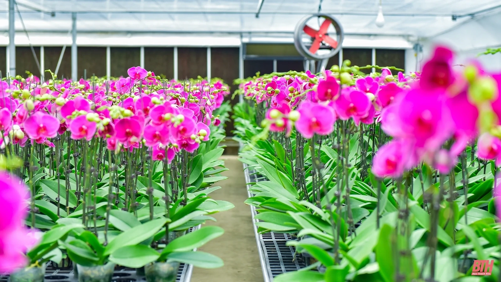 Chiêm ngưỡng vườn lan Hồ Điệp bạc tỷ những ngày cận Tết