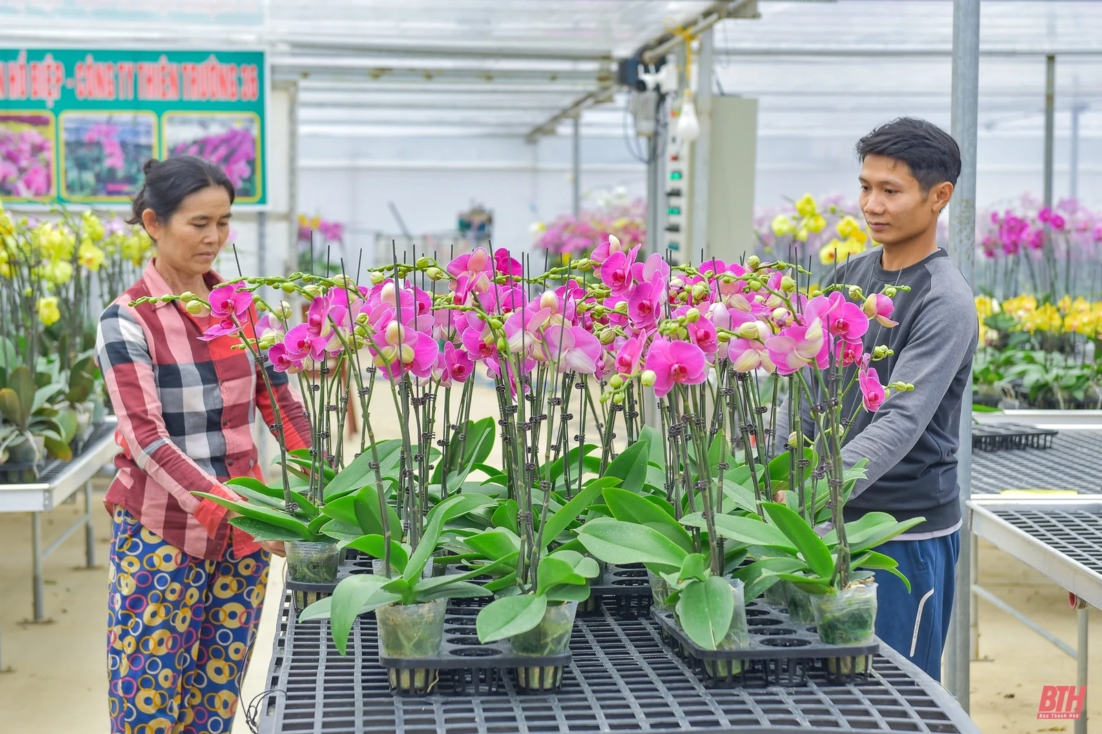 Chiêm ngưỡng vườn lan Hồ Điệp bạc tỷ những ngày cận Tết