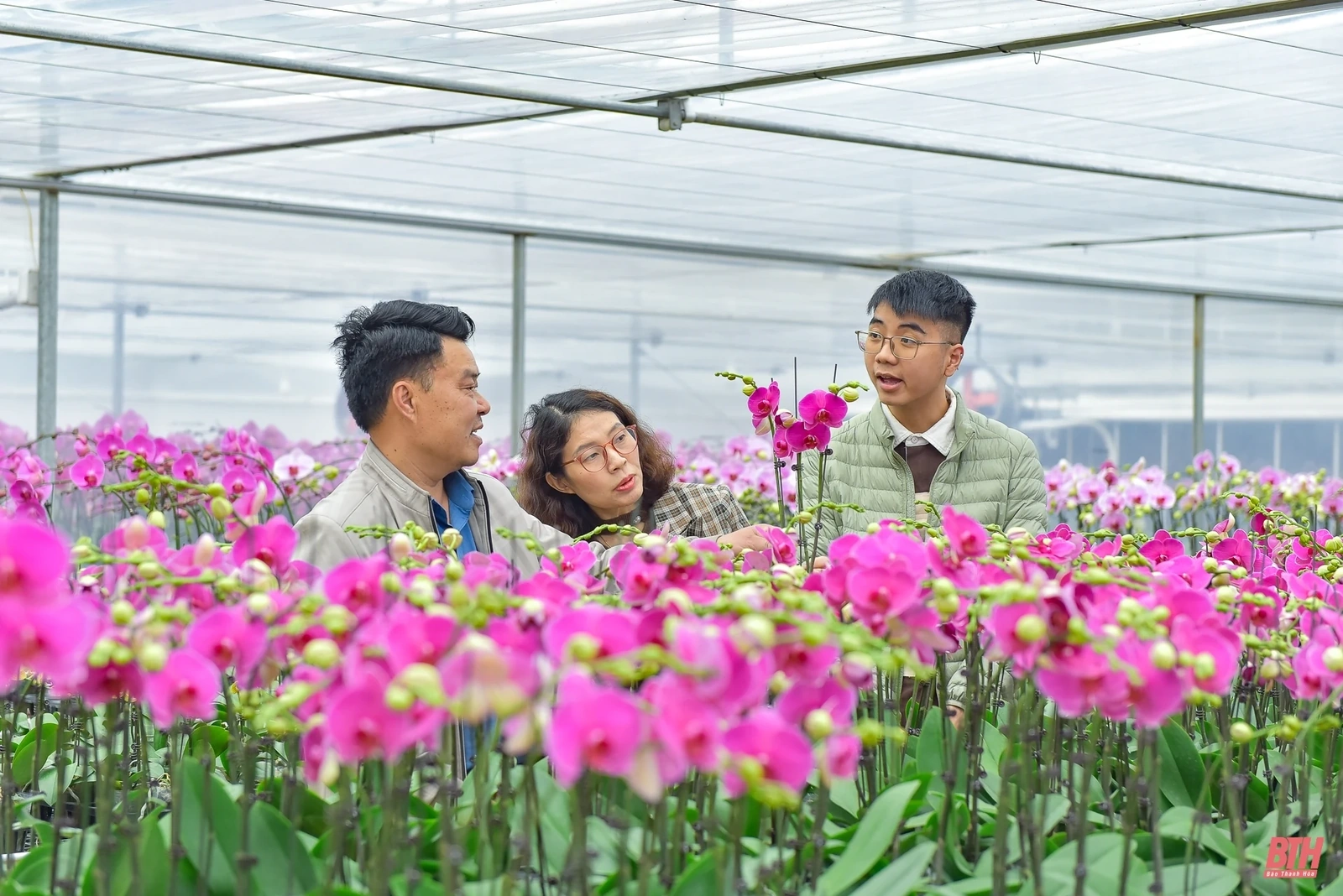 Chiêm ngưỡng vườn lan Hồ Điệp bạc tỷ những ngày cận Tết