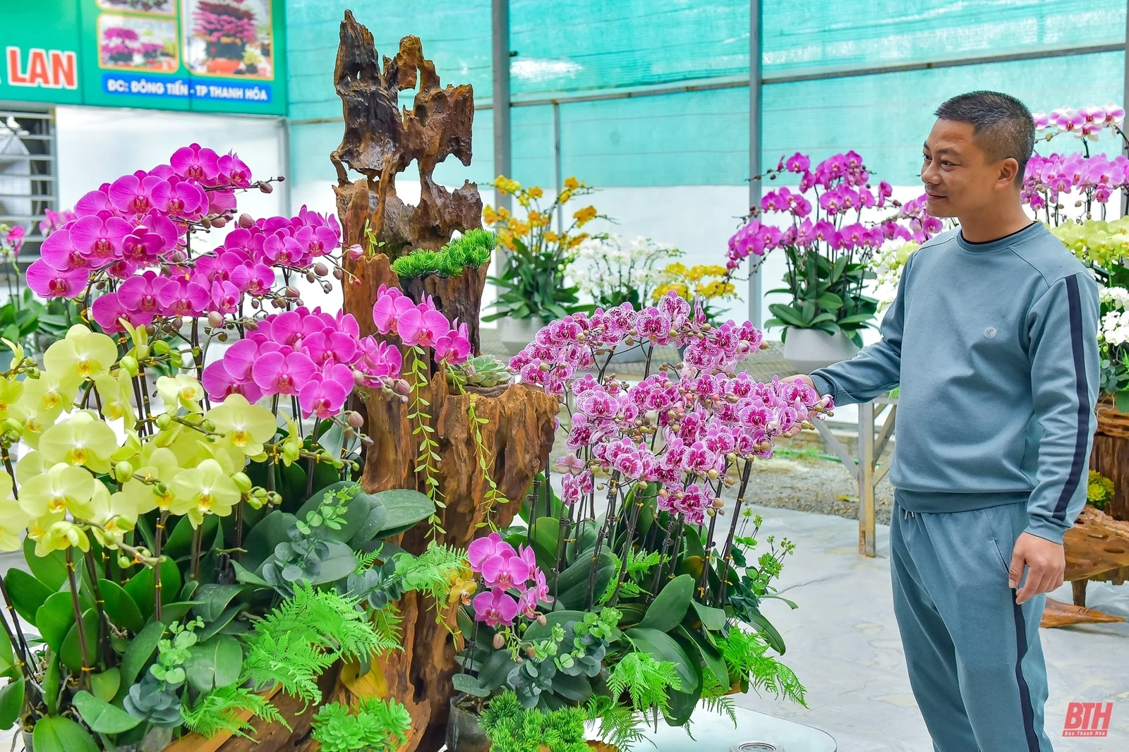 Chiêm ngưỡng vườn lan Hồ Điệp bạc tỷ những ngày cận Tết