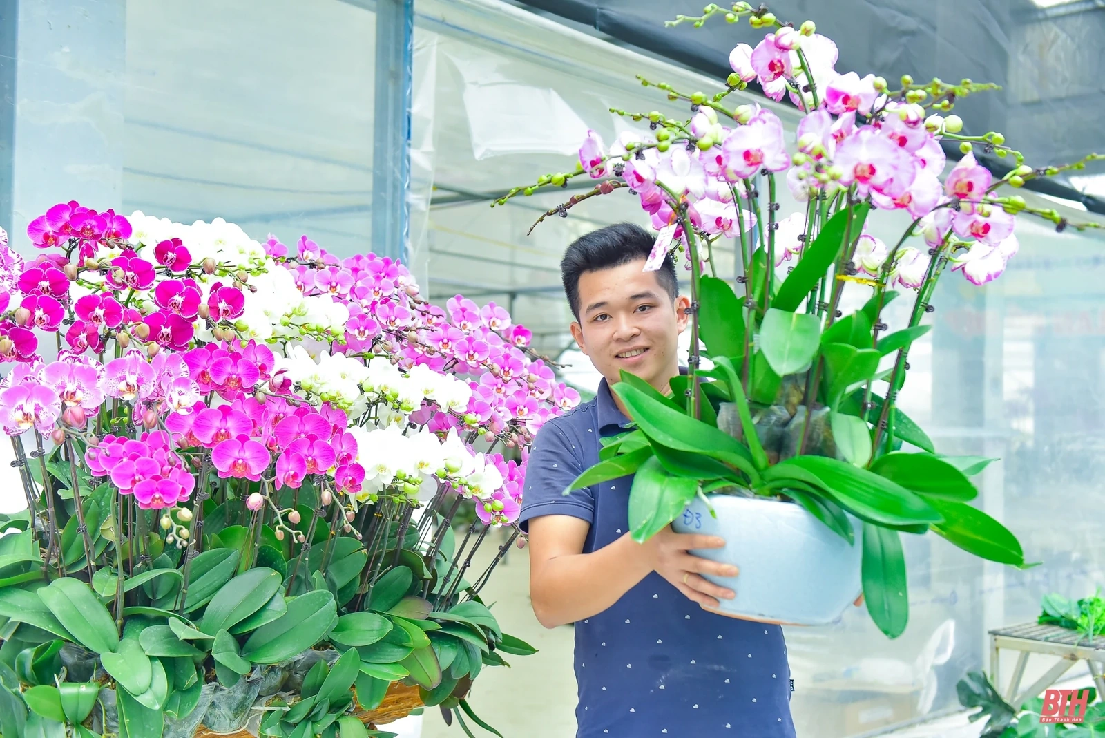 Chiêm ngưỡng vườn lan Hồ Điệp bạc tỷ những ngày cận Tết