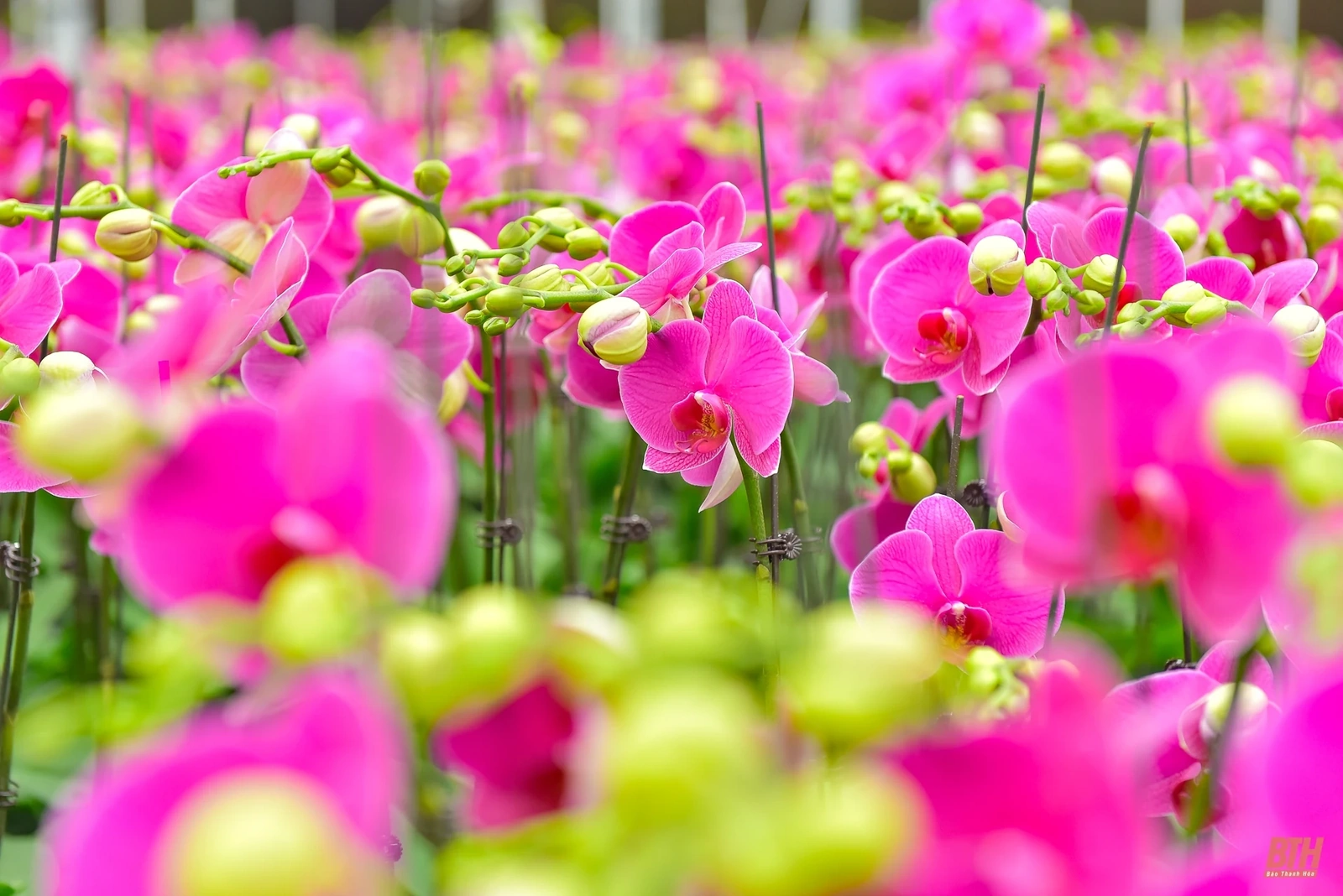 Chiêm ngưỡng vườn lan Hồ Điệp bạc tỷ những ngày cận Tết