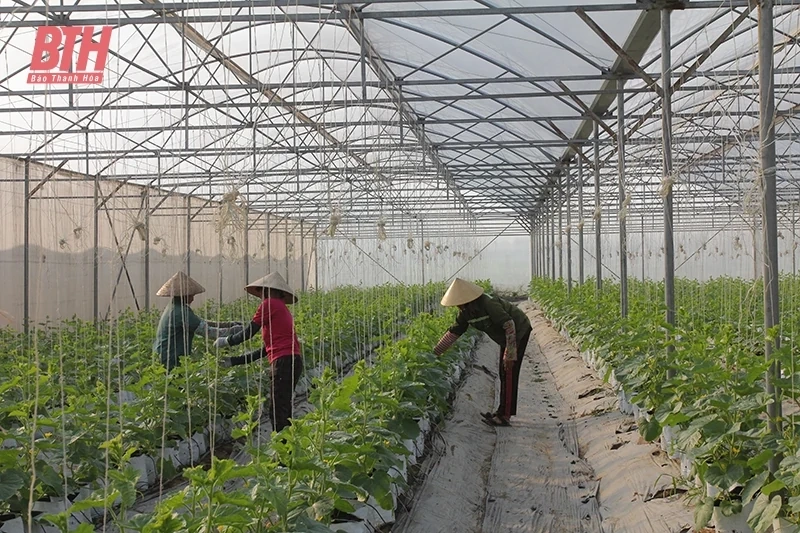 Sức xuân trên vùng quê Nga Sơn