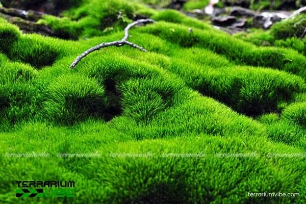 Terrariumvibe - Nguồn cung cấp rêu thủy sinh đa dạng và chất lượng