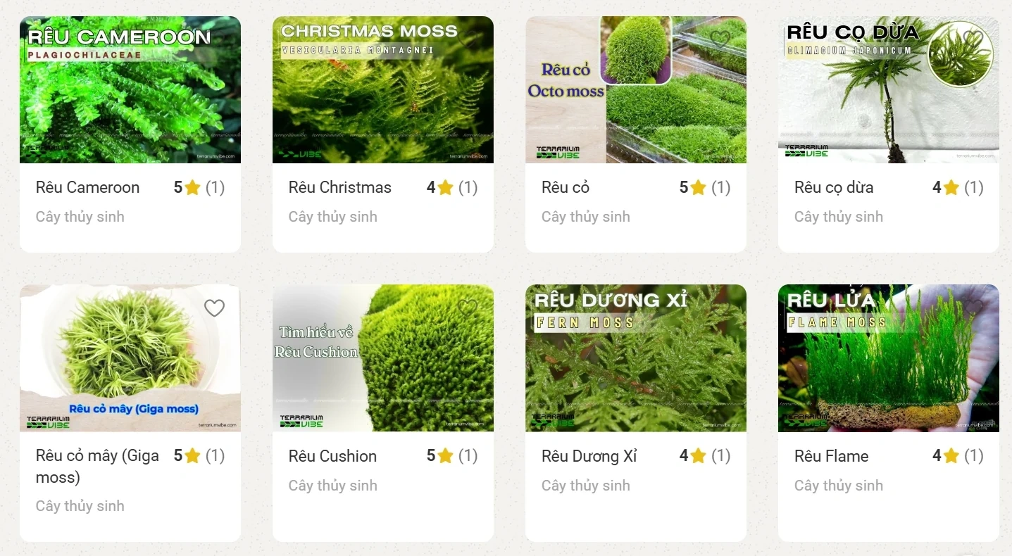 Terrariumvibe - Nguồn cung cấp rêu thủy sinh đa dạng và chất lượng