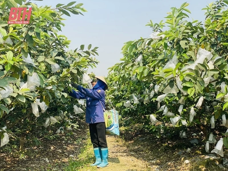 Phát triển cây ổi lê trên vùng đất Quý Hương