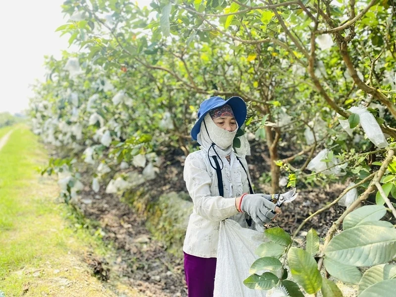 Phát triển cây ổi lê trên vùng đất Quý Hương