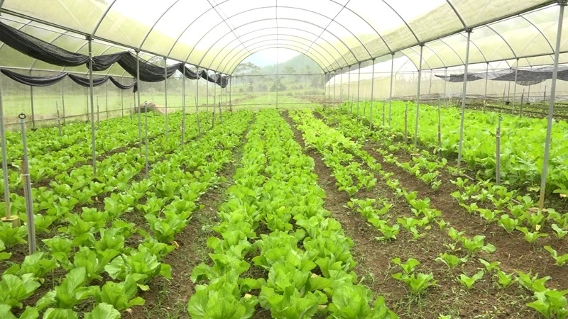 Xây dựng công trình trên đất lúa không quá 0,1% diện tích và tối đa 500m2