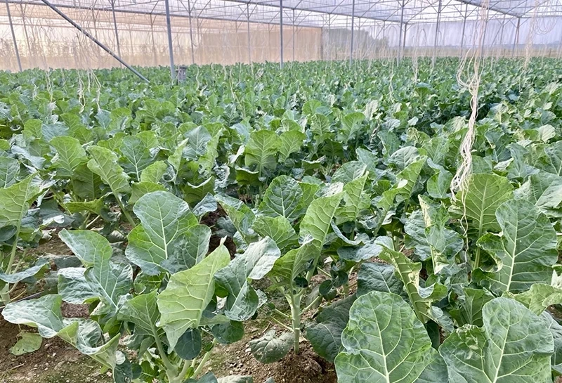 Tưới nước tiết kiệm - “chìa khóa” mở cánh cửa nông nghiệp hiện đại