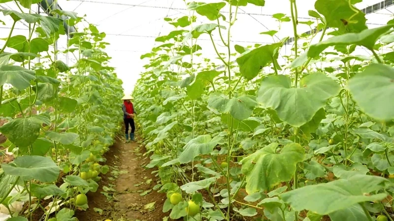 Tăng cường quản lý, bảo vệ tài nguyên đất và xử lý nghiêm các hành vi hủy hoại đất