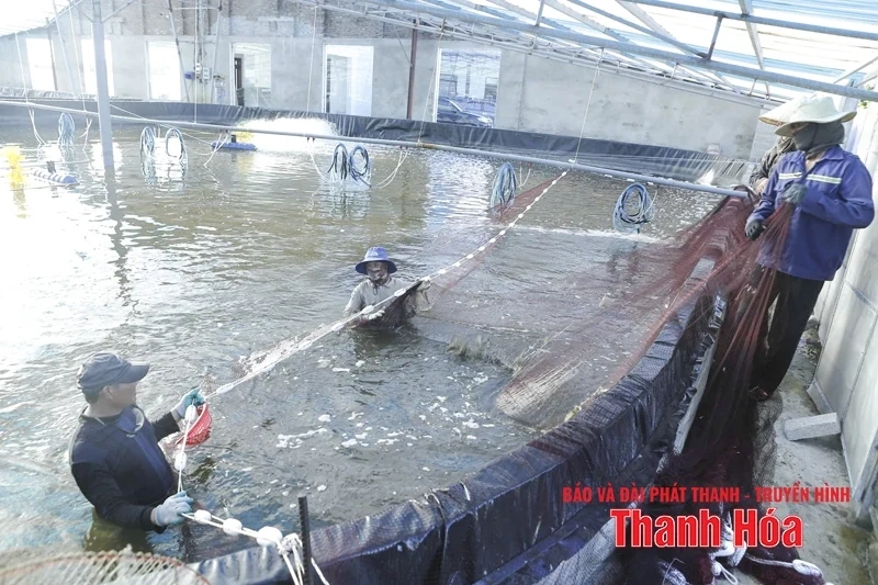 Đầu tư vùng nuôi trồng thủy sản tập trung