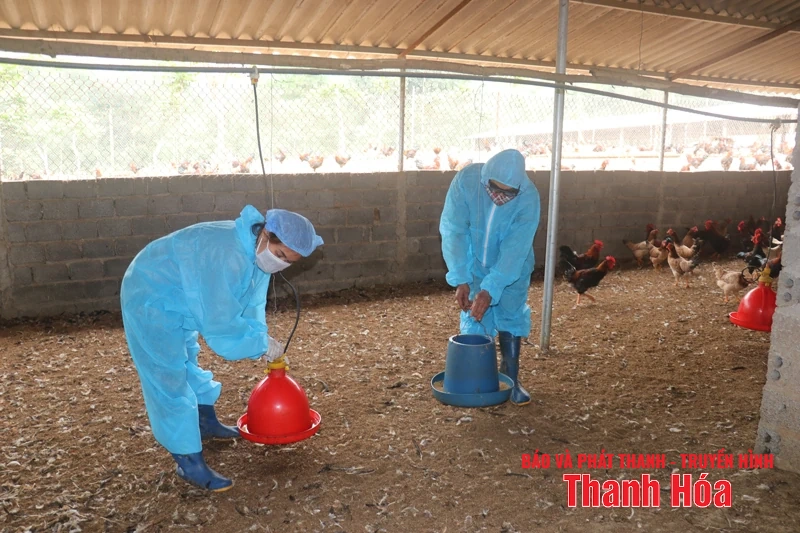 Chăn nuôi giữ vững mục tiêu tăng trưởng