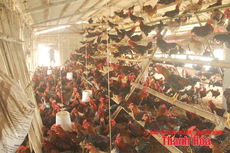 Chăn nuôi giữ vững mục tiêu tăng trưởng