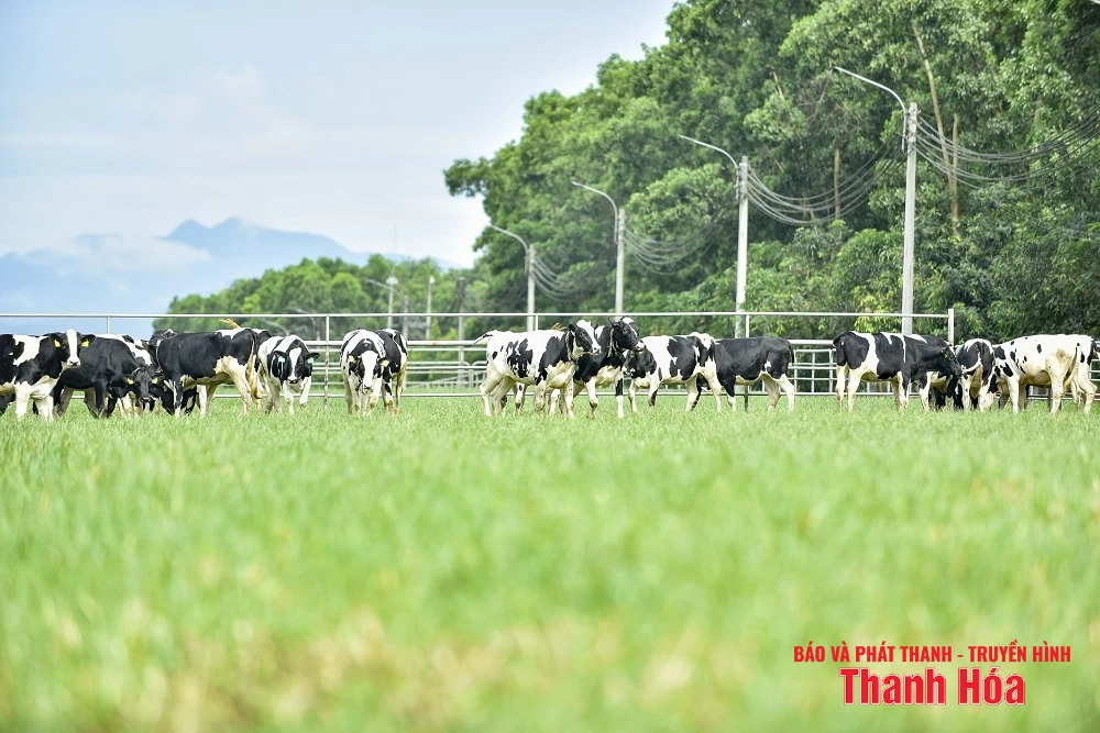 Vinamilk Green Farm Thanh Hóa - Phát triển trang trại xanh, nông nghiệp bền vững hướng đến mục tiêu Net Zero