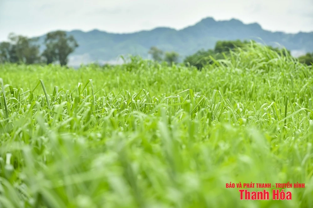 Vinamilk Green Farm Thanh Hóa - Phát triển trang trại xanh, nông nghiệp bền vững hướng đến mục tiêu Net Zero