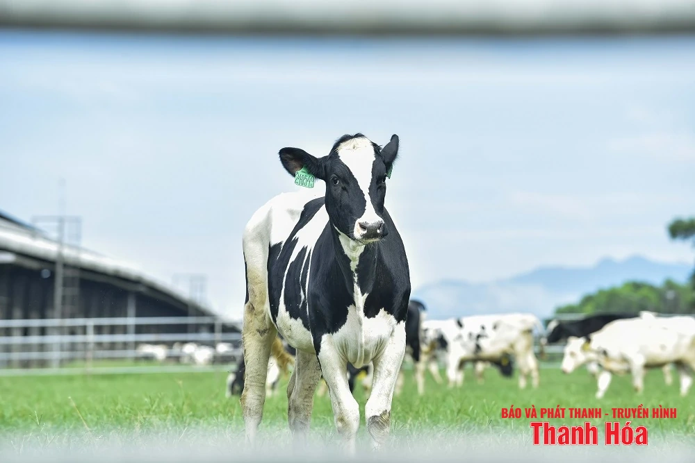 Vinamilk Green Farm Thanh Hóa - Phát triển trang trại xanh, nông nghiệp bền vững hướng đến mục tiêu Net Zero