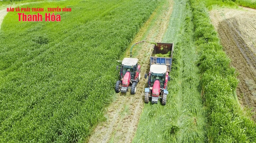 Vinamilk Green Farm Thanh Hóa - Phát triển trang trại xanh, nông nghiệp bền vững hướng đến mục tiêu Net Zero
