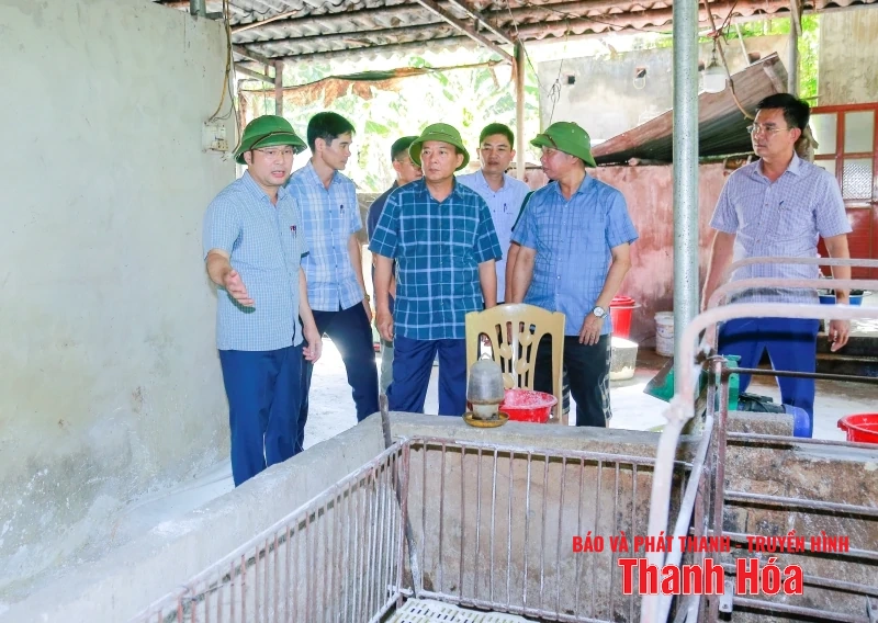 Kiểm soát, xử lý dứt điểm các ổ dịch tả lợn Châu Phi