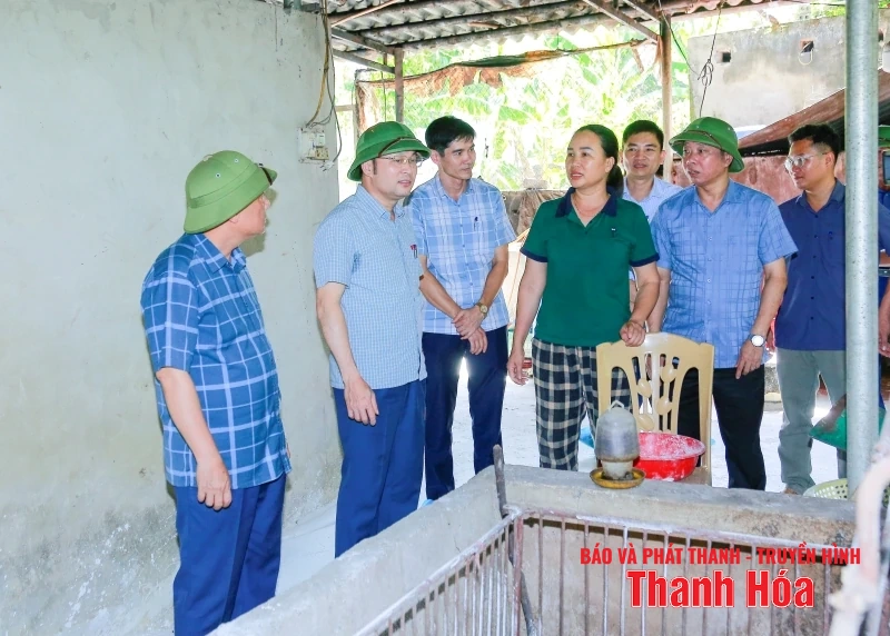 Kiểm soát, xử lý dứt điểm các ổ dịch tả lợn Châu Phi