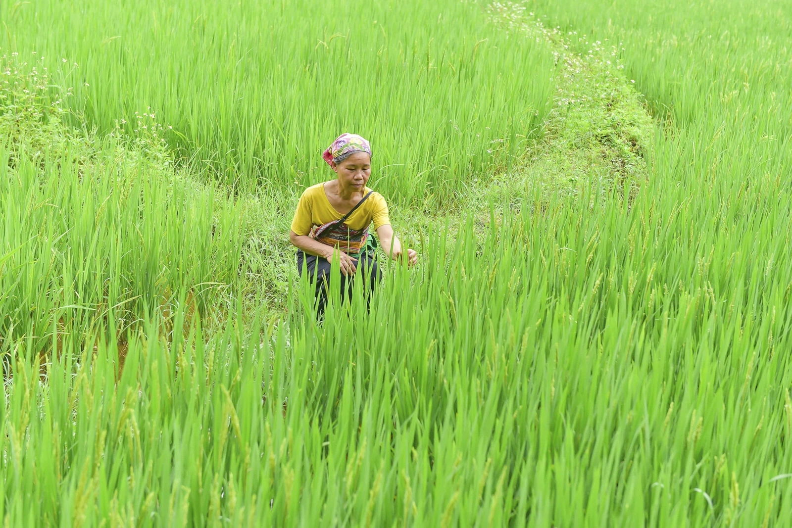 Bà Ngân Thị Đậu, 64 tuổi, người bản Kho Mường chia sẻ: “Trước kia người dân chúng tôi chỉ biết vào hang lấy nước. Nay có khách đến, chúng tôi cũng học thêm cách làm du lịch, nhưng vẫn giữ nguyên quy định: không được chạm vào nhũ đá, không đ