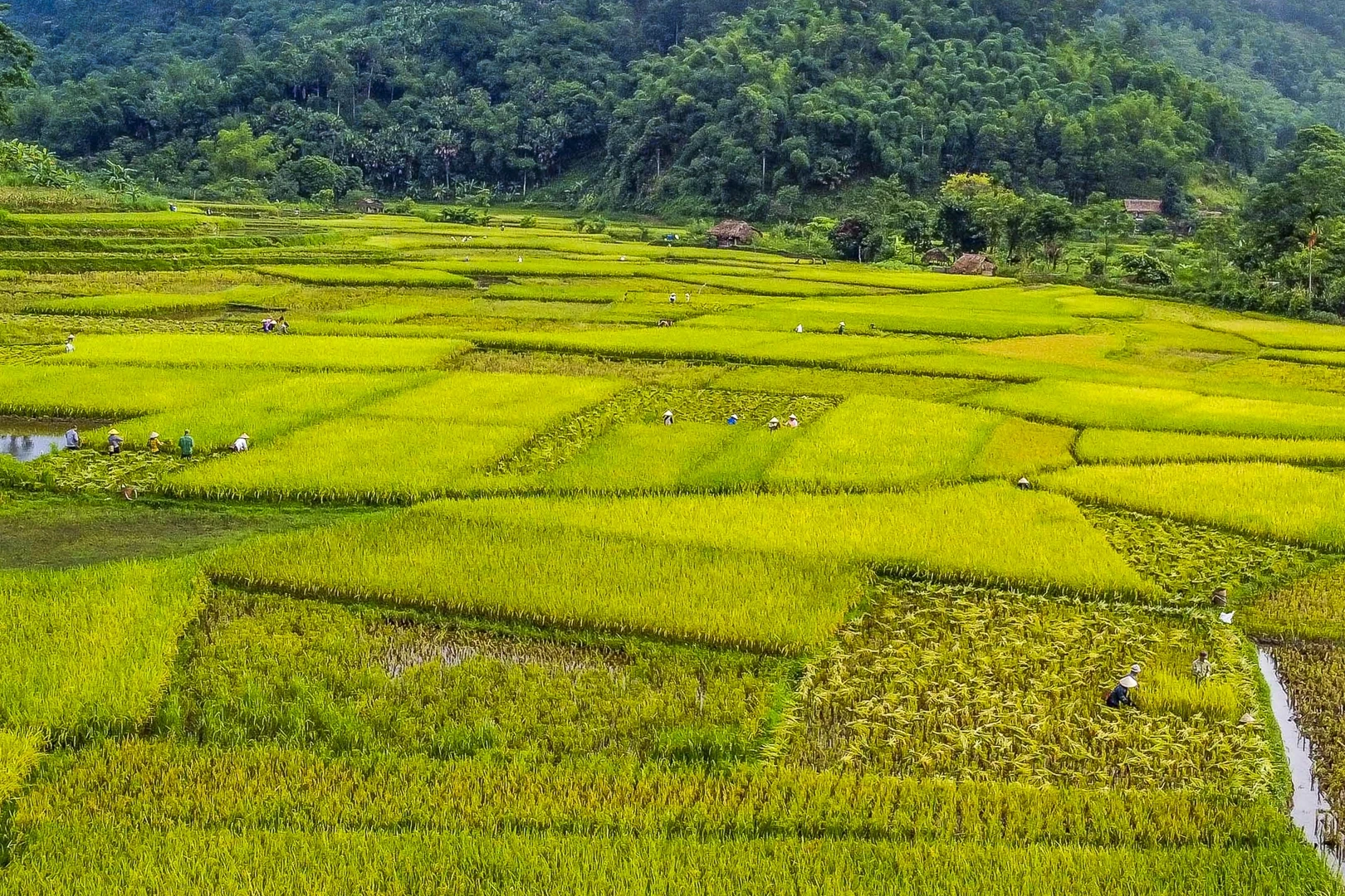 Mỗi cung đường là một bức tranh khác nhau của Pù Luông - lúc thì xanh ngát mùa cây cỏ, lúc lại rực vàng mùa lúa chín, khi thì bảng lảng sương sớm.