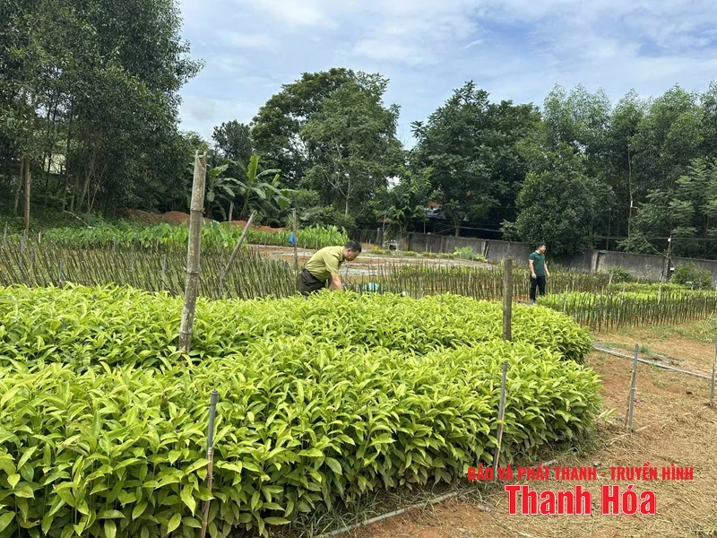 BQL rừng phòng hộ Lang Chánh: Nhiều giải pháp phát triển rừng bền vững