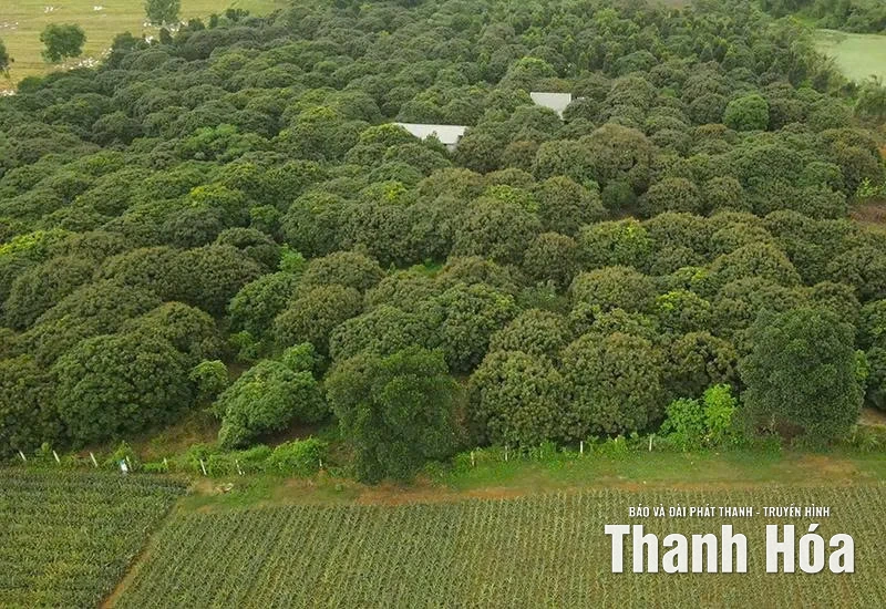 Nông nghiệp khẳng định vị thế trụ đỡ nền kinh tế (Bài cuối): Hướng tới nền nông nghiệp sinh thái, hiện đại