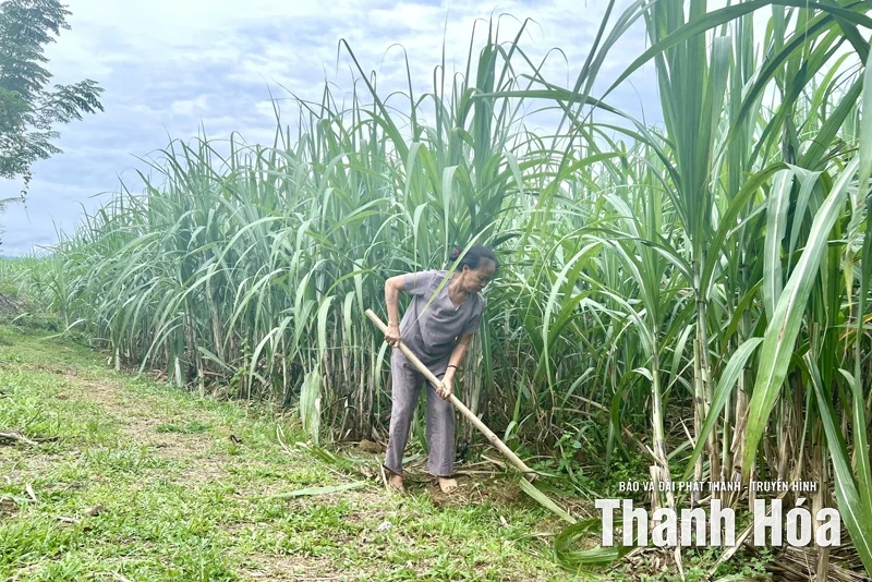 Trồng đa cây, nuôi đa con để làm giàu