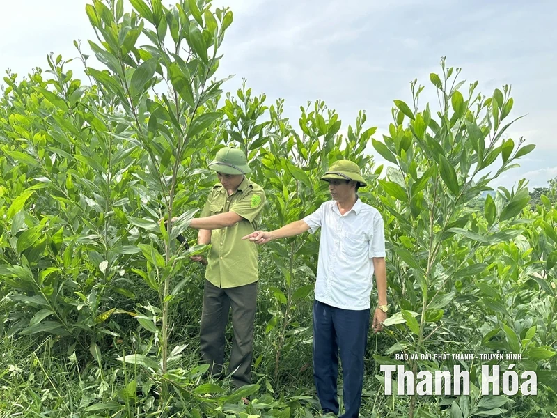 Chủ động mở rộng diện tích trồng rừng bằng cây nuôi cấy mô