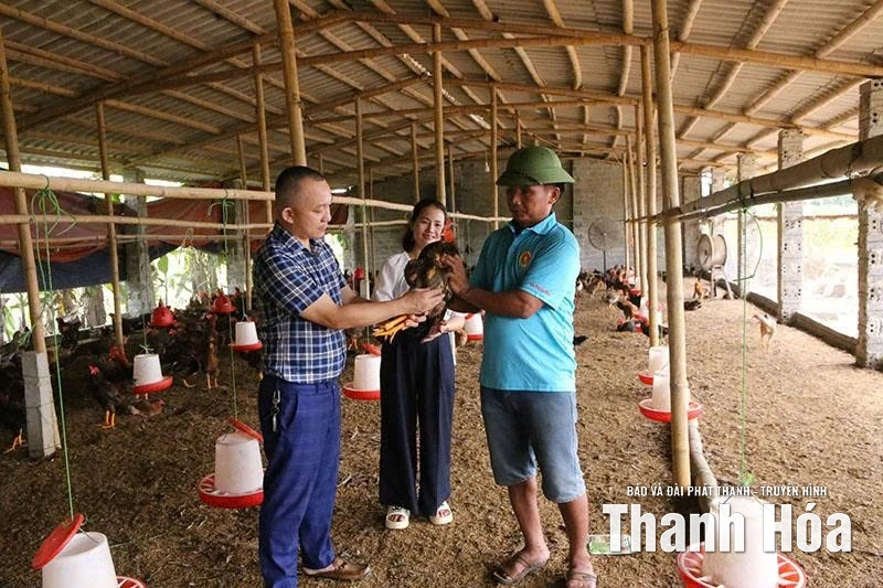Phát triển HTX chăn nuôi gia cầm theo hướng bền vững