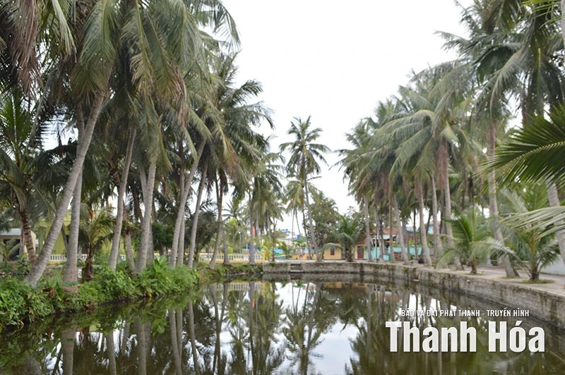 Tỏa bóng dừa xanh...