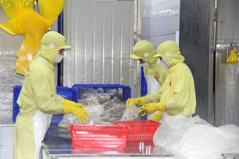 Vị thế sản phẩm của xứ Thanh trên bản đồ xuất khẩu