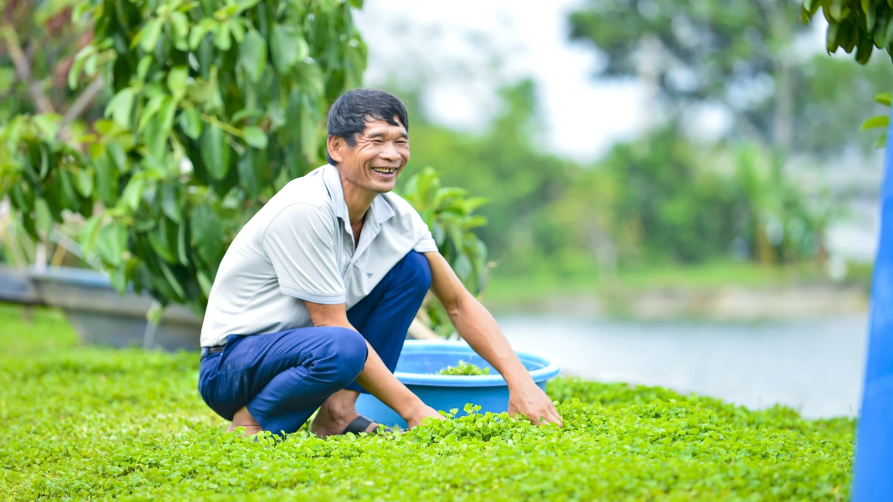 Tôi chọn cây rau má để trả ơn quê nghèo