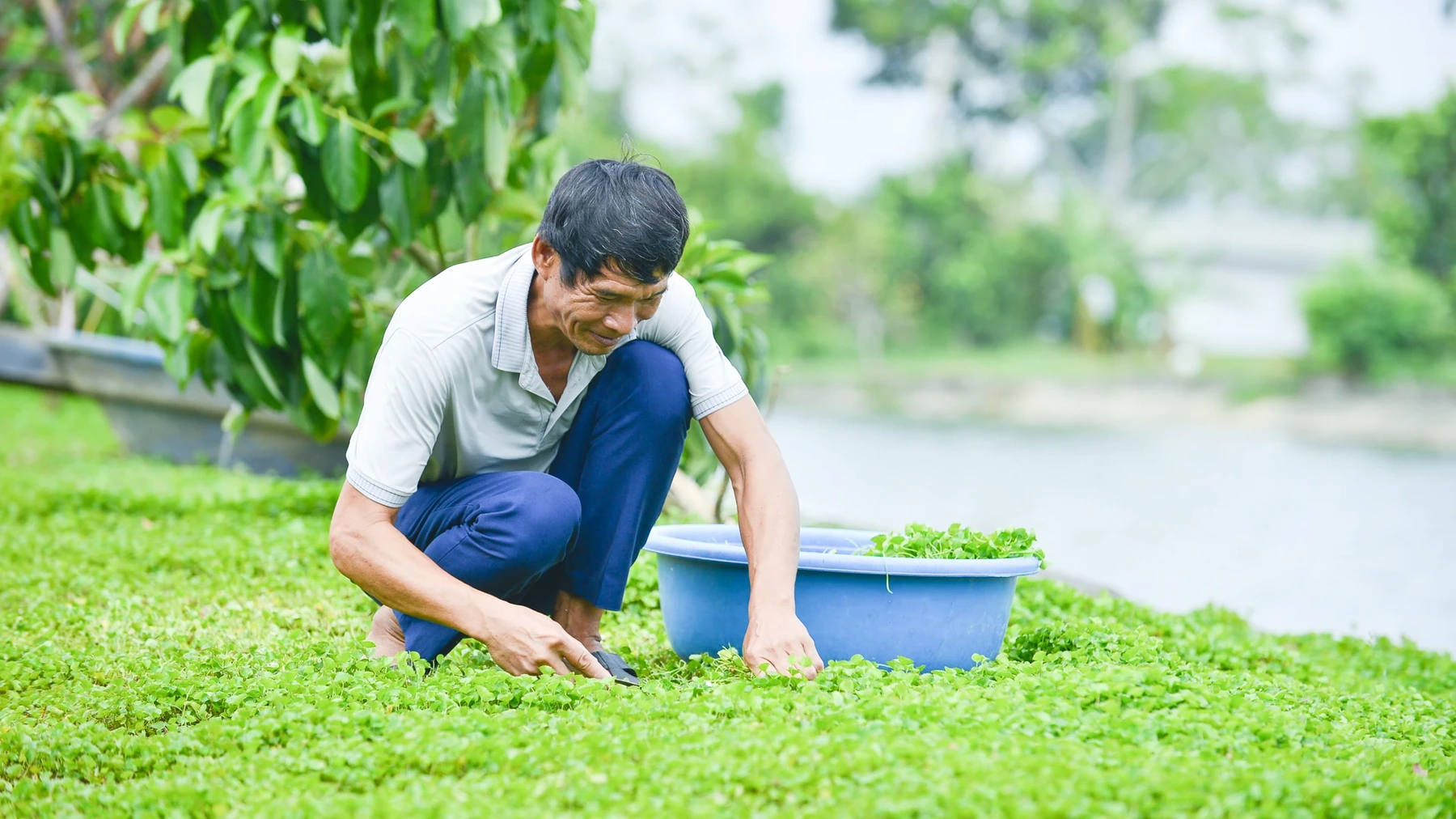 Năm 2012, tôi thuê 3 ha đất ở thôn Phúc Gia để cải tạo, vừa đào ao nuôi cá, vừa trồng cây ăn quả. Thấy rau má mọc nhiều quanh ao, tôi cắt mang ra chợ bán, không ngờ được nhiều người ưa chuộng. Từ đó, tôi bắt đầu thu hái rau má tươi bán cho thương lái với giá khoảng 15.000-20.000 đồng/kg.