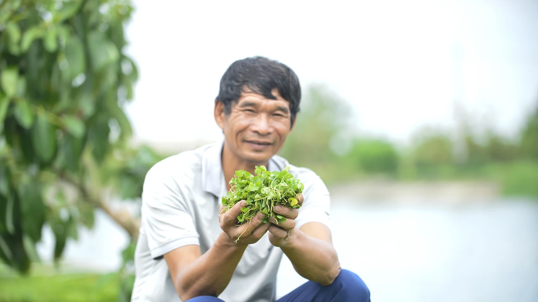 Hồi nhỏ, nhà tôi đông anh em, mùa giáp hạt thường thiếu gạo, nhiều bữa phải ra đồng hái rau má luộc ăn qua ngày. Vị bùi, hơi đắng và mùi ngai ngái của rau má in sâu trong ký ức tôi. Loài cây từng cứu đói cho gia đình và bao người quê Thọ Long ấy khiến tôi, dù trải qua nhiều nghề, vẫn luôn ghi nhớ.