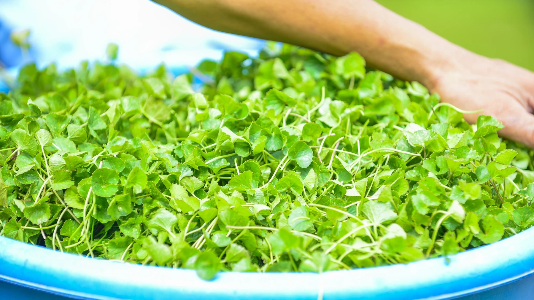Nhưng có năm rau mọc nhiều quá, bán chẳng hết. Tôi nhìn những ruộng rau già úa mà tiếc. Khi ấy, tôi tự hỏi: “Tại sao mình không tìm cách chế biến, để rau má giữ được lâu hơn, giá trị cao hơn?”. Ý nghĩ đó cứ theo tôi mãi.