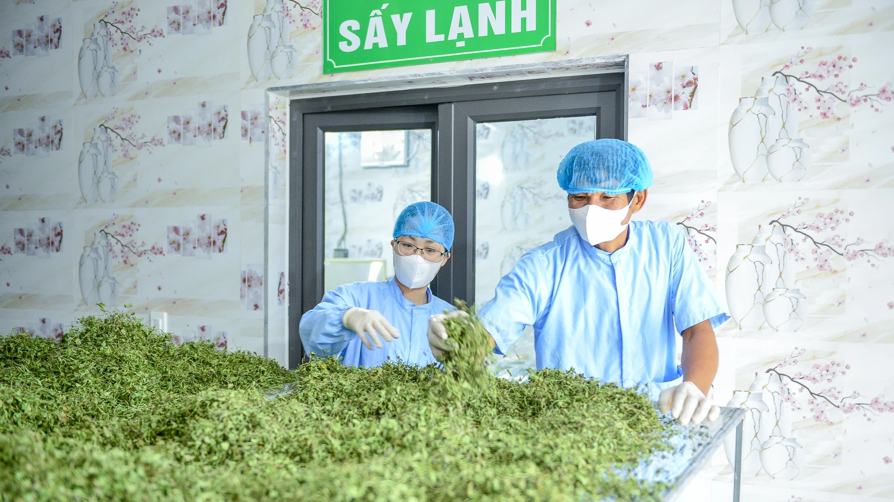 Năm 2019, tôi quyết định thành lập Hợp tác xã cây trồng và vật nuôi Đồng Ngâu, rồi mạnh dạn vay vốn ngân hàng để đầu tư dây chuyền sản xuất bột rau má.